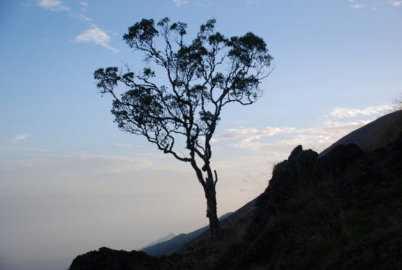 Dola-Cameroon